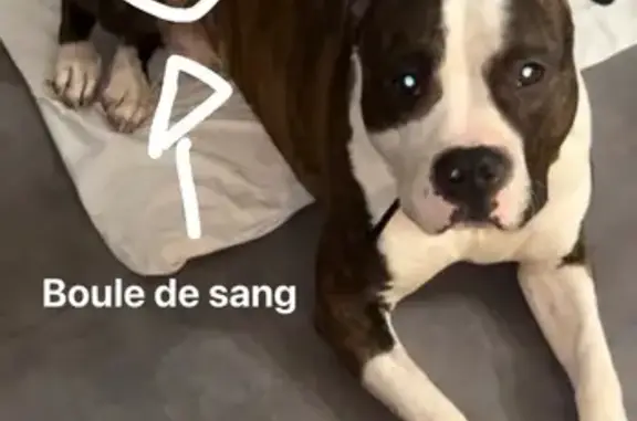Urgent : Staff épileptique perdu à Cesson - photo