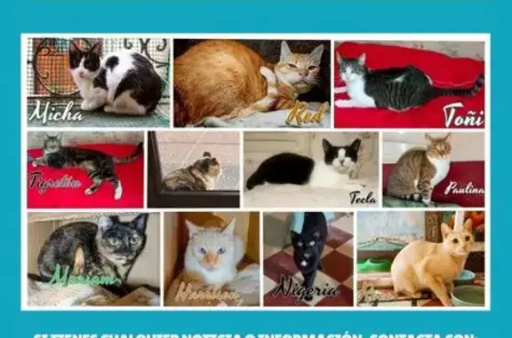 Gatitos Esterilizados y Vacunados en Adopción