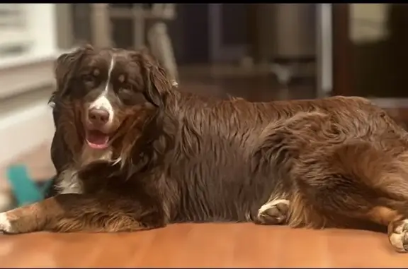 Lost Red Tri Aussie on Wyeth Mountain