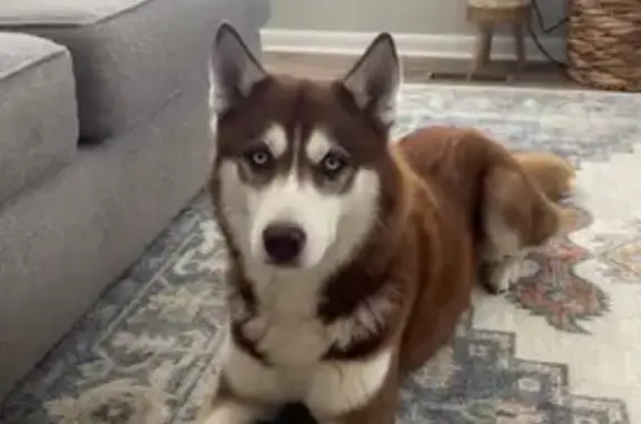 Lost Dog in Temple: Friendly, Blue-Eyed - photo