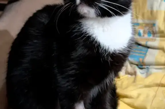 Чорно білого кольору дуже ласкова і ніжна в ней ошийник с QR- кодом откликает на чернушку