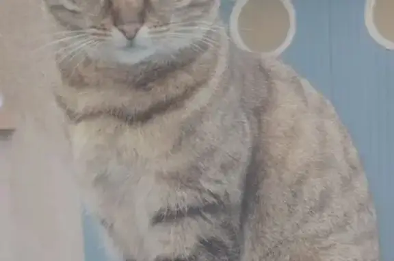 Chat 5 ans perdu, rue Marcel Doret - photo