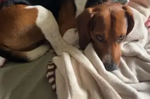 Chien perdu : Rio, beagle croisé à Sainte-Eulalie - photo
