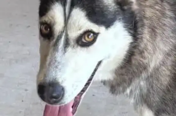 Found dog California City, photo: Sweet Young Husky/Shepherd Found in CA