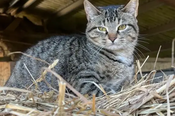 Chat gris rayé perdu à Bas-Mauco - photo