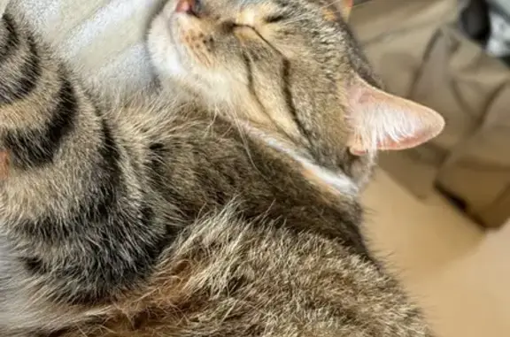 Chat perdu, Ahun, photo: Chat perdu avec collier gris à Ahun