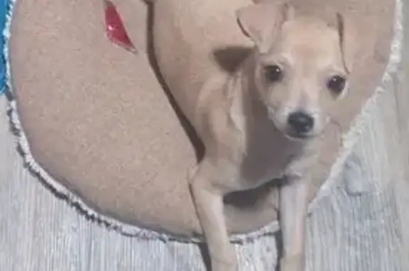 Friendly Dog Missing on Glen Oak Drive