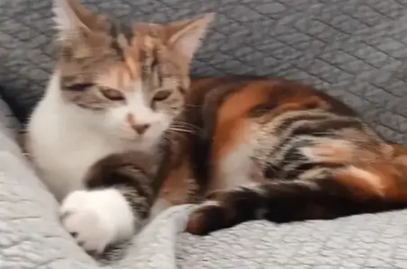 Chat trouvé Saint-Galmier, photo: Chatte écailles trouvée à Saint-Galmier