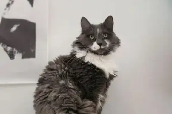 Animaux perdus Baccarat, photo: Chatte grise et blanche perdue à Baccarat