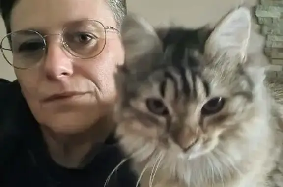 Chat perdu, Guénange, photo: Chat tigré perdu à Guénange