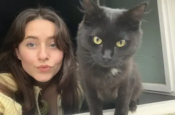 Animaux perdus Bruz, photo: Chatte noire perdue à Bruz