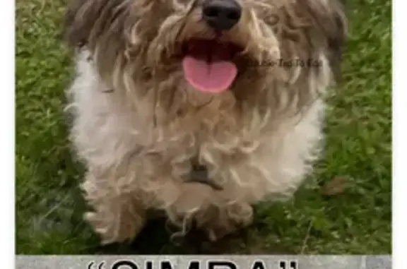 Lost Shih Tzu: Gray/White, Blue Collar - photo