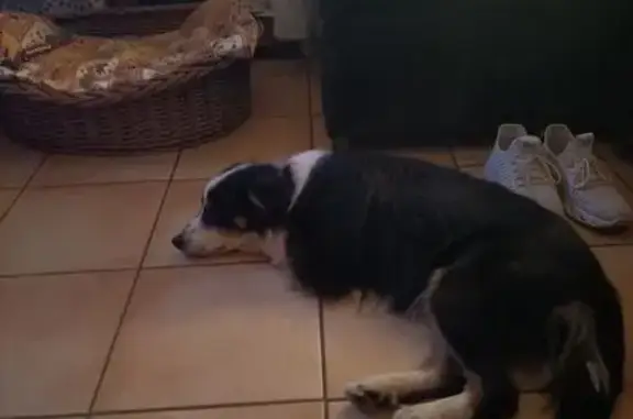Chien perdu noir et blanc, craintif, Le Favril - photo