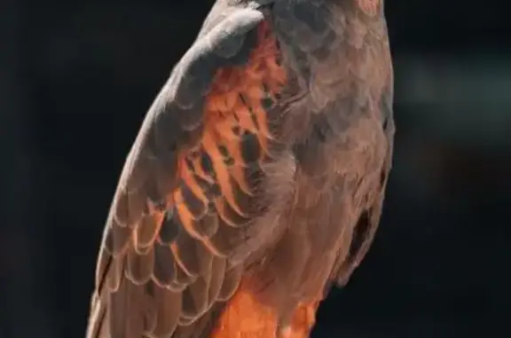 Oiseau perdu avec lanières à Montaigut - photo