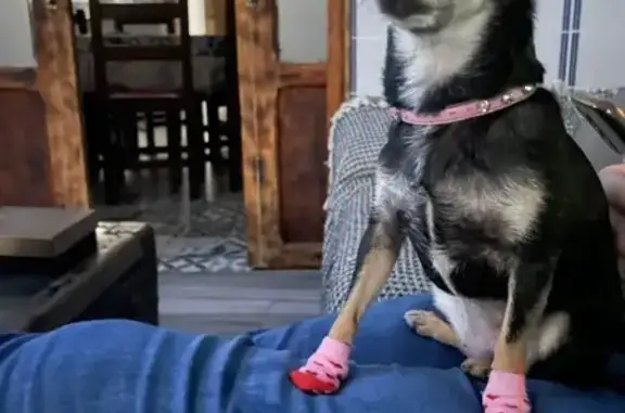 Perra Negra Perdida en Silla: Responde a Reina