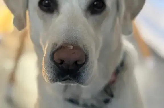 Зникла біла лабрадор Кім у Брюховичах