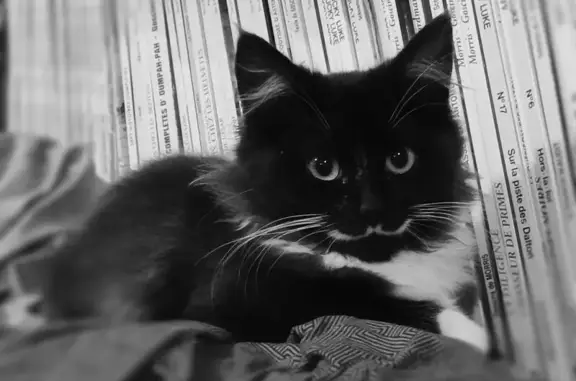 Chat perdu, Les Sables-d'Olonne, photo: Chaton de 5 mois disparu, Les Sables-d'Olonne