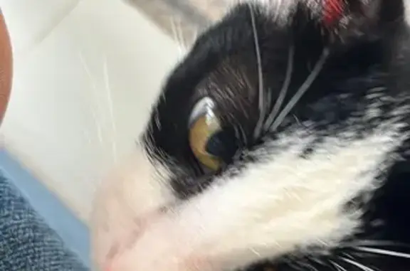 ¡Gato Bicolor Perdido en Mérid...