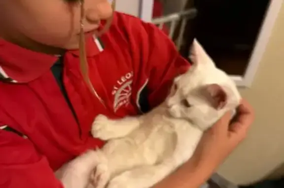 Lost White Kitten on Mattner Ave, Adelaide