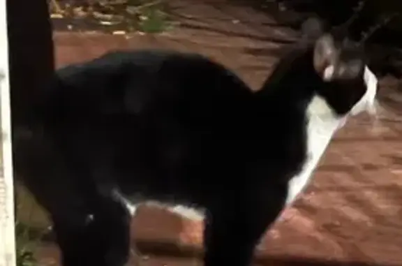 Chat trouvé Saint-Étienne, photo: Chat noir et blanc trouvé à Saint-Étienne
