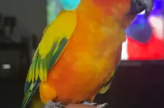 Lost Sun Conure: Bright Orange in Logan