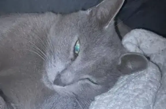 Animaux perdus , photo: Chat gris-bleuté perdu à Rivel