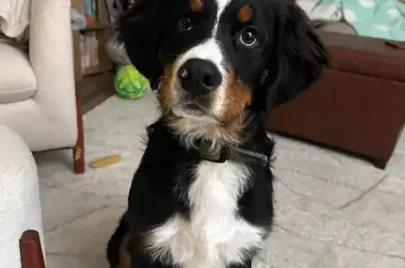 Help Find Finn: Scared Pup Needs Meds - photo