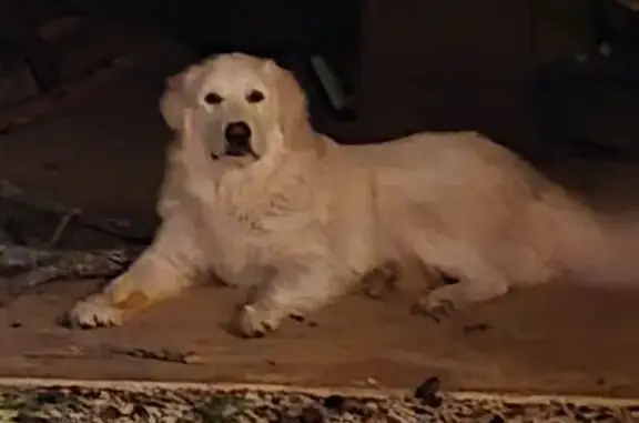 Found dog La Vernia, photo: Friendly Found Dog on County Rd 342, La Vernia