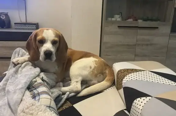 Beagle Limón Perdido en Laroya: Lleva Arnés