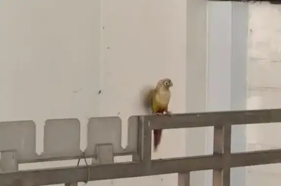 Lost and found pets Singapore, photo: Lost Bird: Green Cornea, Ringed Leg