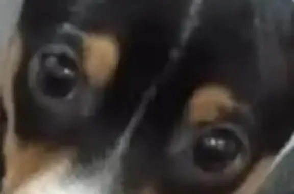 Missing dog Chicago, photo: Lost Dog: Fast & Hungry on Halsted St.