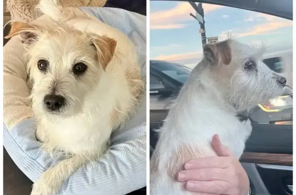 Missing dog Mississippi State, photo: Lost Dog in Richland: 12-Year-Old Yapper