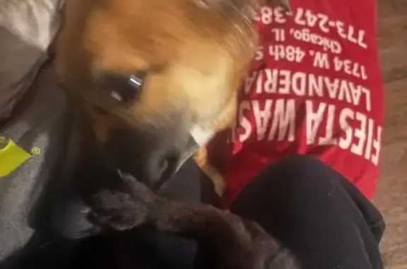 Lost Dog: Help Find Nala in Allegan! - photo