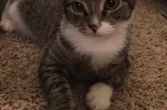 Help Find Kahlúa: Skittish Tabby Missing