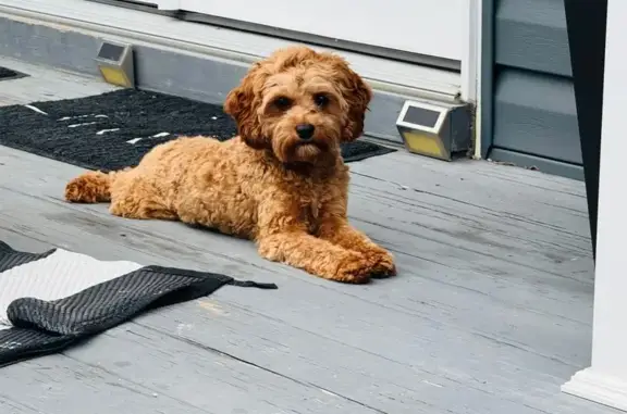 Lost Cavapoo: Dark Eyes, Fort Washington