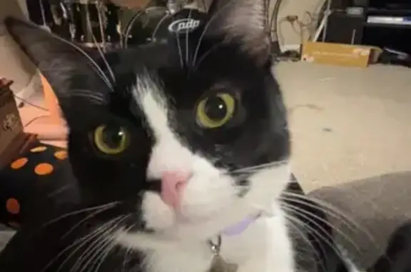 Lost Black & White Cat on Layton Rd