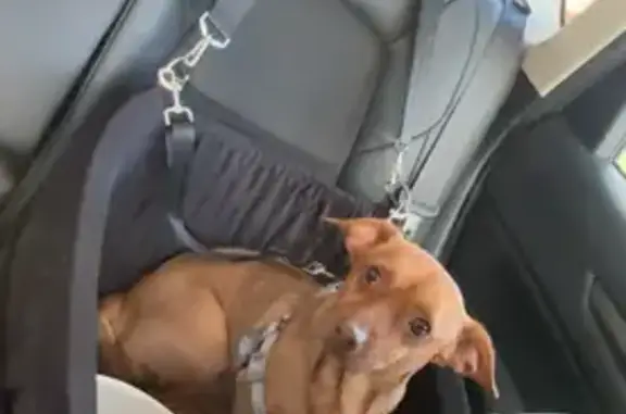 Lost Dog: Small Breed Mix in Philly - photo