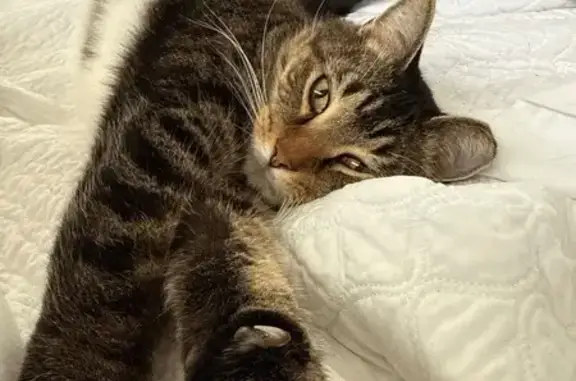 Help Find Boots: Missing Black Tabby - photo
