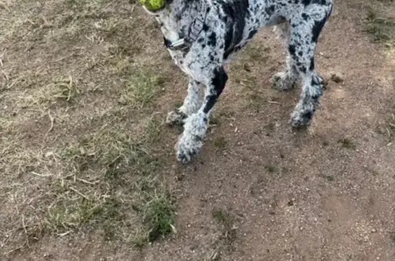 Missing: Playful Aussie-Poodle Mix - photo