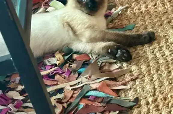 Lost: Shy Siamese Kitten in Crown Heights