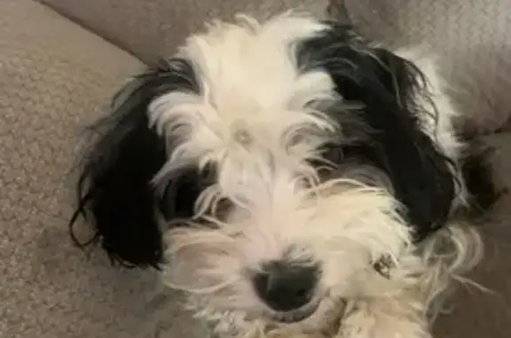 Lost Dog: White with Black Spots, Friendly - photo