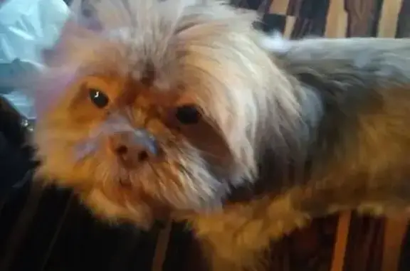 Help Find Winston, Molly & Maggie! - photo