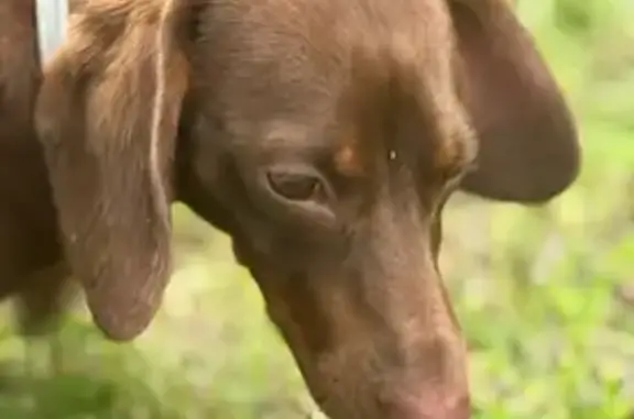 Lost Mini Dachshund 'Buddy' in Kentucky - photo