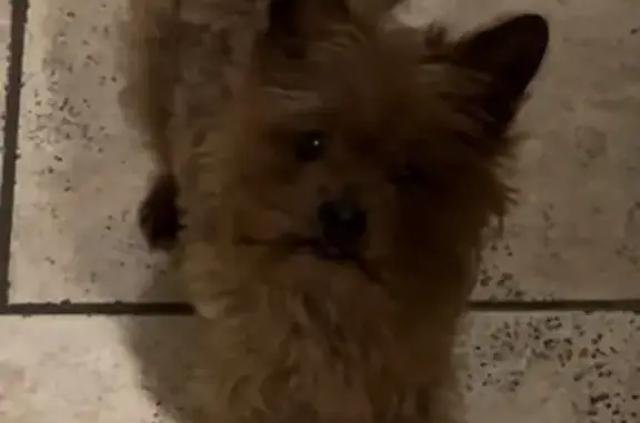 Lost Hairy Brown Dog in N. Las Vegas