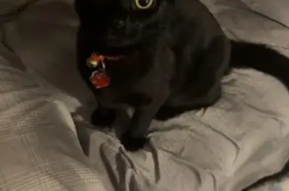 Help Find Vinny: Missing Cat in Glencoe