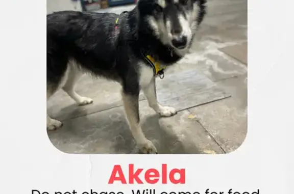 Missing dog Warren, photo: Help Find Akela: Timid Pup Needs Trust