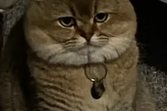 Lost Cat: Tan with Blue Eyes in Danbury