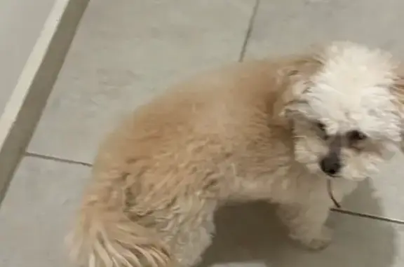 Fue encontrada el día de hoy (2 de marzo) en prolongación Homero Es de color café claro, tamaño pequeña, sin collar, solo trae un pañuelo rosa. Si es tuyo, envíame mensaje con fotos o alguna característica para comprobar que es tu mascota, ayudemos a que regrese esta pequeña a su hogar