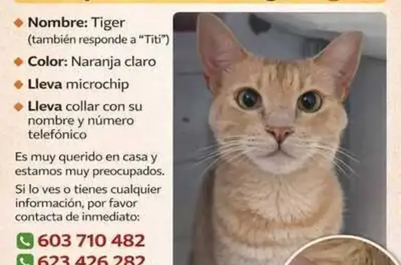 Gato Perdido: Naranja Claro, Cariñoso y Chip