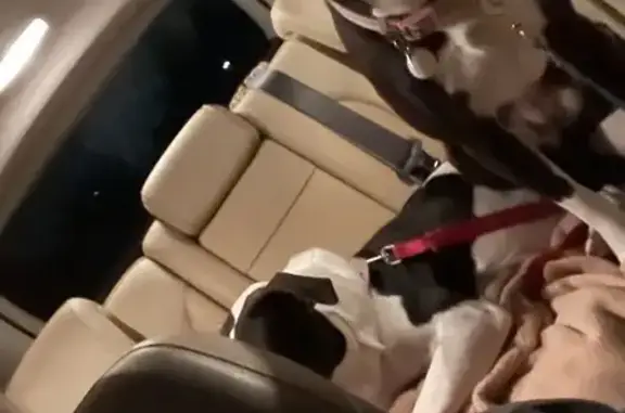 Missing Dog: Friendly Black & White Pup